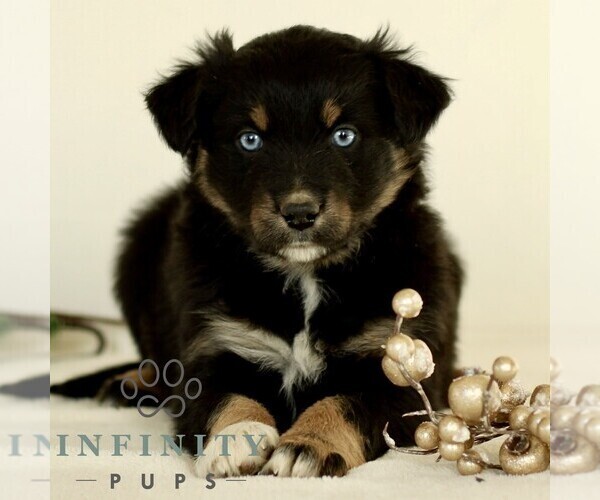 Medium Photo #3 Australian Shepherd Puppy For Sale in LANCASTER, PA, USA