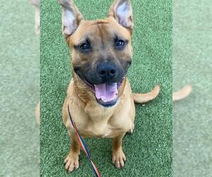 Mutt Dogs for adoption in Fayetteville, NC, USA