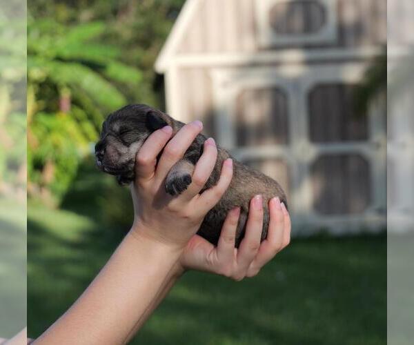Medium Photo #2 Schnauzer (Miniature) Puppy For Sale in LEHIGH ACRES, FL, USA