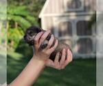 Small #1 Schnauzer (Miniature)