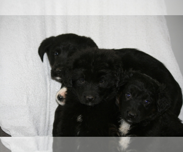 Full screen Photo #11 Newfoundland-Shepadoodle Mix Puppy For Sale in SHEBOYGAN FALLS, WI, USA