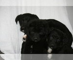 Small Photo #11 Newfoundland-Shepadoodle Mix Puppy For Sale in SHEBOYGAN FALLS, WI, USA
