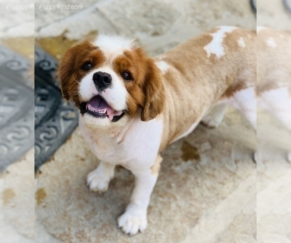 Medium Photo #3 Cavalier King Charles Spaniel Puppy For Sale in SPRING BRANCH, TX, USA