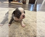 Small #1 Boston Terrier
