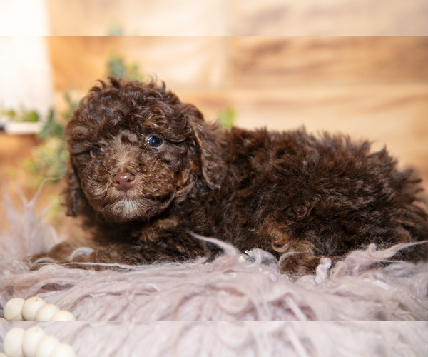 Medium Photo #7 Poodle (Miniature) Puppy For Sale in FARWELL, MI, USA