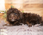 Small #2 Poodle (Miniature)