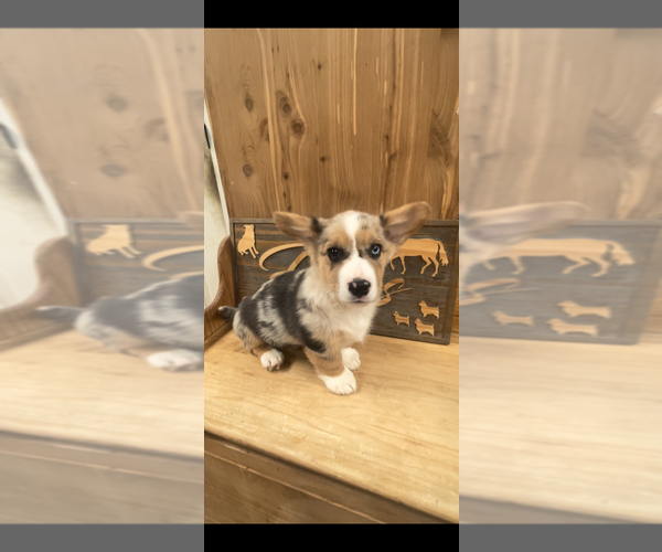 Medium Photo #4 American Corgi Puppy For Sale in SANDY VALLEY, NV, USA