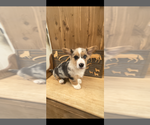 Small #3 American Corgi