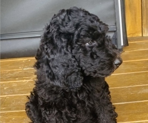 Medium Photo #5 Poodle (Standard) Puppy For Sale in WHEELERSBURG, OH, USA
