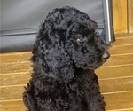 Small Photo #5 Poodle (Standard) Puppy For Sale in WHEELERSBURG, OH, USA