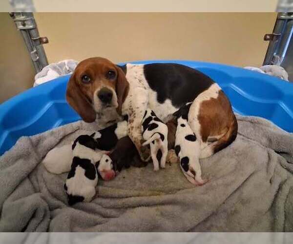 Medium Photo #3 Beagle Puppy For Sale in New York, NY, USA