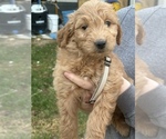 Small Photo #3 Goldendoodle Puppy For Sale in MANSFIELD, MO, USA