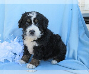 Miniature Bernedoodle Puppy for sale in SHILOH, OH, USA