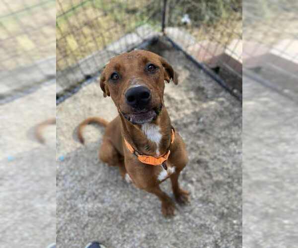 Medium Photo #6 Mutt Puppy For Sale in Evansville, IN, USA