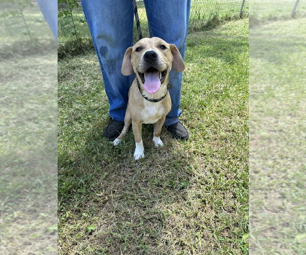 Medium Photo #3 American Pit Bull Terrier-Unknown Mix Puppy For Sale in FRAMINGHAM, MA, USA