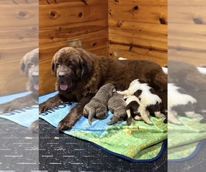 Newfoundland Puppy for sale in WAUSEON, OH, USA