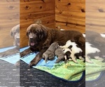 Image preview for Ad Listing. Nickname: Litter of 4
