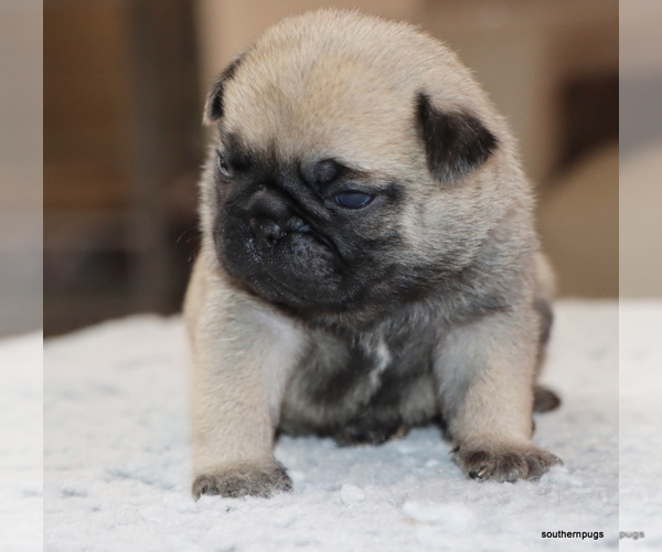 Medium Photo #12 Pug Puppy For Sale in WINNSBORO, TX, USA