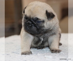 Small #11 Pug