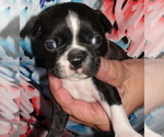 Puppy 3 Boston Terrier