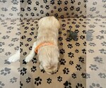 Small #6 Golden Retriever