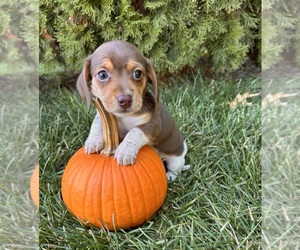 Dachshund Puppy for sale in MIDDLEBURY, IN, USA