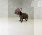 Small Photo #37 French Bulldog Puppy For Sale in EASTVALE, CA, USA
