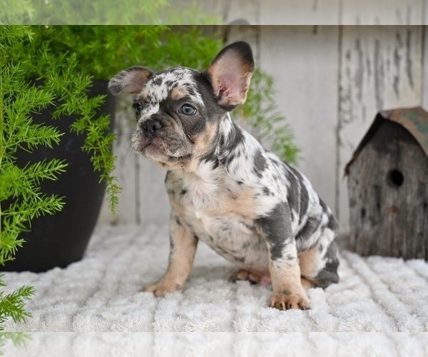 Medium Photo #6 French Bulldog Puppy For Sale in MILLERSBURG, OH, USA