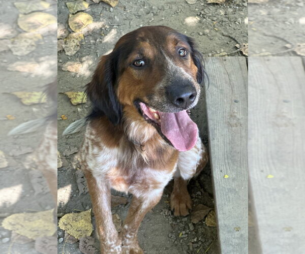 Medium Photo #3 Mutt Puppy For Sale in Elmsford, NY, USA