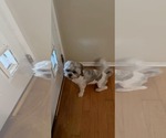 Small #6 Shih Apso