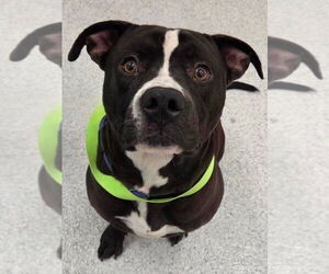 American Staffordshire Terrier-Unknown Mix Dogs for adoption in Lake Forest, CA, USA