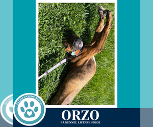 Boxer-Unknown Mix Dogs for adoption in Kimberton, PA, USA