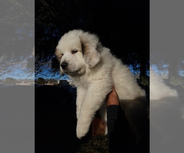 Medium Photo #10 Great Pyrenees Puppy For Sale in LAS VEGAS, NV, USA