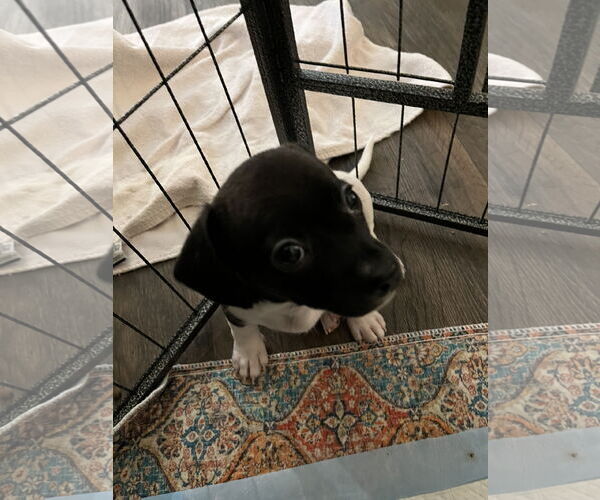 Medium Photo #4 Chihuahua-Unknown Mix Puppy For Sale in Plainfield, IL, USA