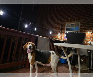 Dutchees - Female Mutt Dog for Adoption - Photo #2