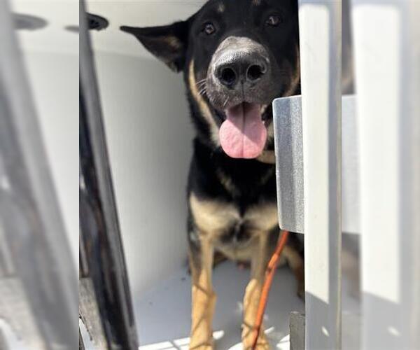 Medium Photo #1 German Shepherd Dog Puppy For Sale in Houston, TX, USA