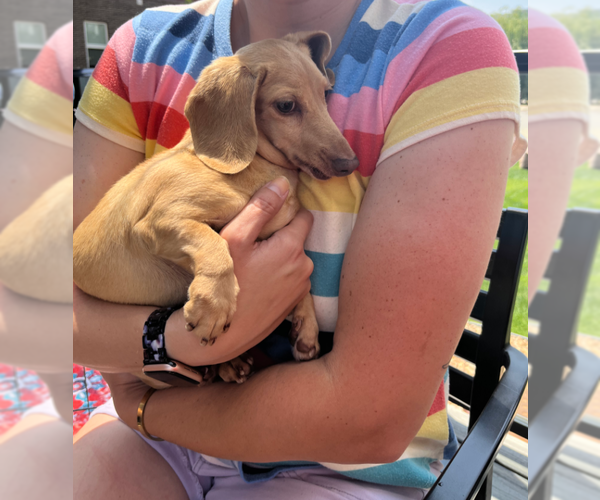Medium Photo #2 Dachshund Puppy For Sale in Sioux Falls, SD, USA