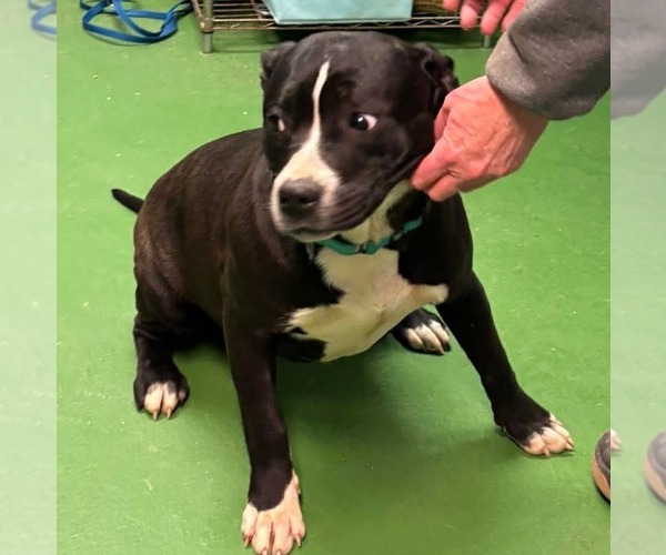 Medium Photo #6 Mutt Puppy For Sale in Rustburg, VA, USA