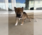 Puppy Purple Shiba Inu