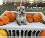 Puppy Duff Havanese