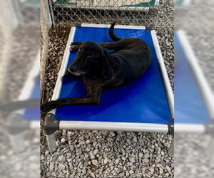 Coonhound-Unknown Mix Dogs for adoption in Sparta, TN, USA