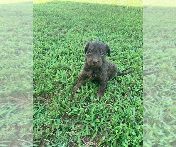 Medium Photo #1 Aussiedoodle Puppy For Sale in ARDMORE, OK, USA