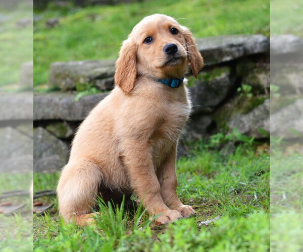 Medium Photo #3 Golden Retriever Puppy For Sale in Enfield, CT, USA
