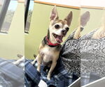 Small #27 Chihuahua Mix