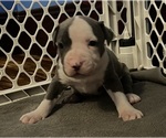 Puppy Puppy 5 American Pit Bull Terrier