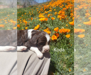 English Springer Spaniel Puppy for sale in GORMAN, CA, USA