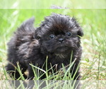 Image preview for Ad Listing. Nickname: Tulip