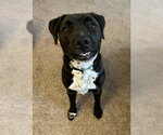 Small #14 Boxer-Brittany Mix