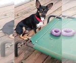 Small Photo #15 Miniature Pinscher-Unknown Mix Puppy For Sale in Bellmawr, NJ, USA
