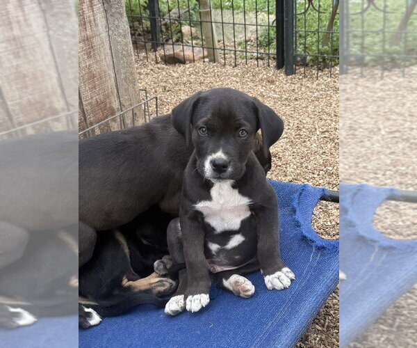 Medium Photo #3 Boxador Puppy For Sale in Bolivar, MO, USA